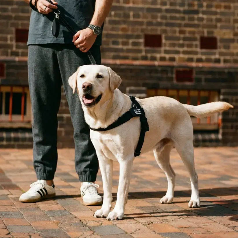 Dog Friendly Co. No-Pull Harness with Bungee Leash and D-Ring Attachment