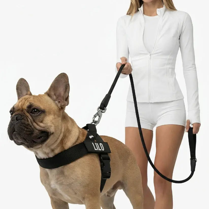 Dog Friendly Co. No-Pull Harness with Bungee Leash and D-Ring Attachment