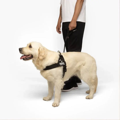 Dog Friendly Co. No-Pull Harness with Bungee Leash and D-Ring Attachment