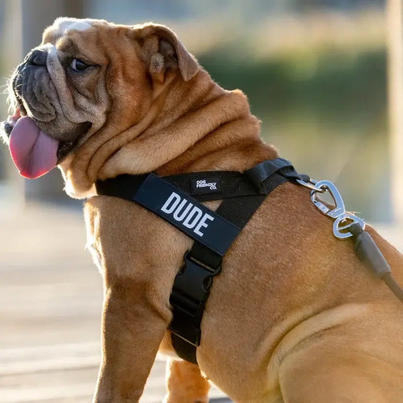Dog Friendly Co. No-Pull Harness with Bungee Leash and D-Ring Attachment