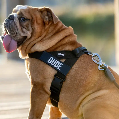 Dog Friendly Co. No-Pull Harness with Bungee Leash and D-Ring Attachment