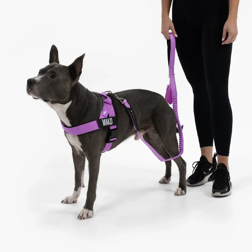 Dog Friendly Co. No-Pull Harness with Bungee Leash and D-Ring Attachment